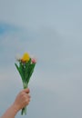 A bouquet of pink, white, and yellow tulips Royalty Free Stock Photo