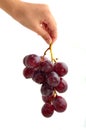 Woman's hand holding a bunch of dark grapes Royalty Free Stock Photo