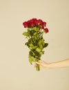 Woman`s hand holding bunch of roses. Valentine`s Day concept. In