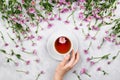 Woman`s hand holding cup of tea surrounded by pink daisies Royalty Free Stock Photo