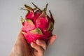 Woman`s hand holding exotic Dragon fruit isolated on grey textured background. Royalty Free Stock Photo