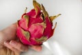 Woman`s hand holding exotic Dragon fruit isolated on grey textured background. Royalty Free Stock Photo