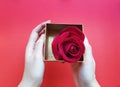 The woman`s hand is holding a golden color box with beautiful red rose inside the box.  on pastel red backgrounds. Valenti Royalty Free Stock Photo