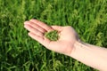 Woman`s hand holding green grains, sowing crops Royalty Free Stock Photo