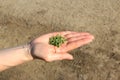 Woman`s hand holding green grains, sowing crops Royalty Free Stock Photo