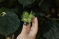 Woman`s hand holding green hazelnuts on the branch. Nuts of the filbert growing. Royalty Free Stock Photo