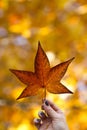 Woman`s hand is holding a maple leaf, autumn forest on the background. Royalty Free Stock Photo