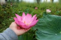 Woman`s hand holding a pink lotus flower blossom in pond on green leaves background. Person with Nelumbo nucifera in hands. Royalty Free Stock Photo