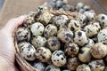 Woman`s hand holding Quail eggs a lot of in basket and heap shell quail eggs on wood background, it is good source of high-protei Royalty Free Stock Photo