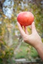 Woman`s hand holding red apple against the natural background Royalty Free Stock Photo