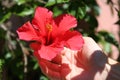 Woman`s hand is holding a red hibiscus flower attached to the plant in her garden in full sunlight Royalty Free Stock Photo