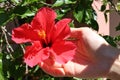 Woman`s hand is holding a red hibiscus flower attached to the plant in her garden in full sunlight Royalty Free Stock Photo