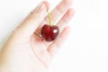 Woman`s hand holding red ripe cherry on white background Royalty Free Stock Photo