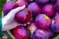 Woman`s hand holding a single Ida Red type apple fresh picked from a basket of applese Royalty Free Stock Photo