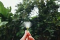 Hand with holding small flowers in the center of green background. Minimal flat lay composition of beautiful blooming. Royalty Free Stock Photo