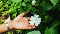 Woman's hand with holding small flowers in the center of green background, top view. Royalty Free Stock Photo