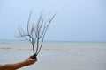 Woman`s hand holding a soft sea coral Leptogorgia washed out on the beach. Royalty Free Stock Photo