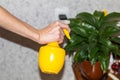 Woman's hand holding a spray bottle and watering the plant