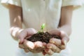 Woman`s hand holding sprout plant, seedling plant in ground. Saving earth and planting tree Royalty Free Stock Photo