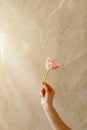 Woman's hand holding tulip flower on crumpled textile background in sunlight. Royalty Free Stock Photo