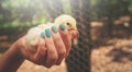 Woman`s hand holding a yellow chick Royalty Free Stock Photo