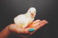 Woman`s hand holding a yellow chick Royalty Free Stock Photo