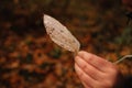 Woman`s hand is holding a yellow leaf