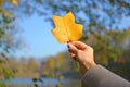 A woman`s hand holds an autumn leaf of tulip lyriodendron Liriodendron tulipifera L. against a blue sky Royalty Free Stock Photo