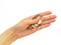 The woman`s hand holds the Belarusian coin against a white background. Royalty Free Stock Photo