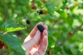 A woman& x27;s hand holds a black ripe mulberry. Harvesting berries in the garden Royalty Free Stock Photo