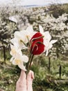 A woman\'s hand holds a bouquet of white daffodils and a red tulip against a background of cherry blossoms in the garden. Royalty Free Stock Photo