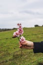 A woman\'s hand holds a branch of an almond tree with its blooming flowers Royalty Free Stock Photo