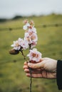 A woman's hand holds a branch of an almond tree with its blooming flowers Royalty Free Stock Photo