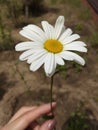 A woman`s hand holds a daisy.
