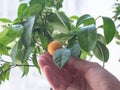 A woman`s hand holds a Decorative small citrus tree in the pot Royalty Free Stock Photo