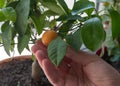 A woman`s hand holds a Decorative small citrus tree in the pot Royalty Free Stock Photo