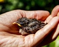 Woman`s hand holds a delicate little baby blackbird sleeping feeling protected Royalty Free Stock Photo