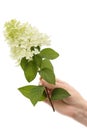 A woman`s hand holds a flower of hydrangea, isolated on white background Royalty Free Stock Photo