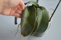 A woman's hand holds a green withered diseased leaf of a phalaenopsis orchid. Orchid leaves turn yellow, die, and lose their