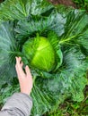 A woman\'s hand holds a leaf near a large green cabbage in the garden