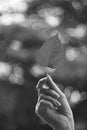 A woman\'s hand holds a leaf.