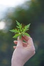 A woman's hand holds a leaf.