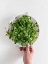 A woman's hand holds a plate with fresh pea sprouts on a white table Royalty Free Stock Photo