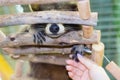 A woman`s hand holds a raccoon that is sleeping. A small raccoon