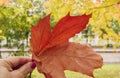 A woman`s hand holds a red maple leaf on an autumn yellow Sunny bokeh background Royalty Free Stock Photo