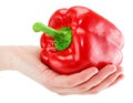 Woman's hand holds red paprika isolated