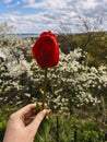 A woman's hand holds a red tulip against a background of cherry blossoms in the garden. Royalty Free Stock Photo