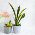 Woman's hand holds sprayer and waters two Sansevieria Golden Flame and small Golden Hahnii, Snake Plant in grey plastic pots