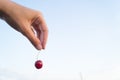 Woman`s hand holds a sweet cherry on blue sky