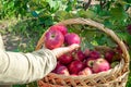 A woman's hand holds three red juicy, ripe apples and puts fresh picked apples from the apple tree into a wicker basket Royalty Free Stock Photo